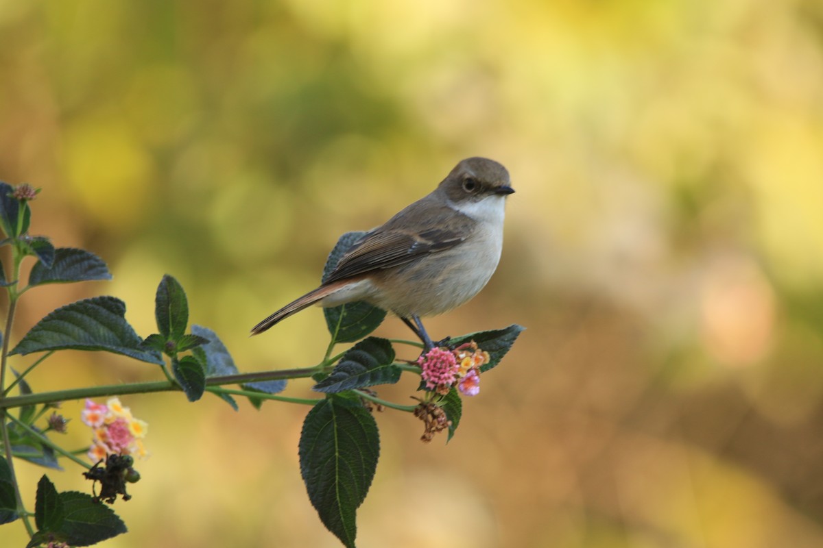 Gray Bushchat - ML645587976