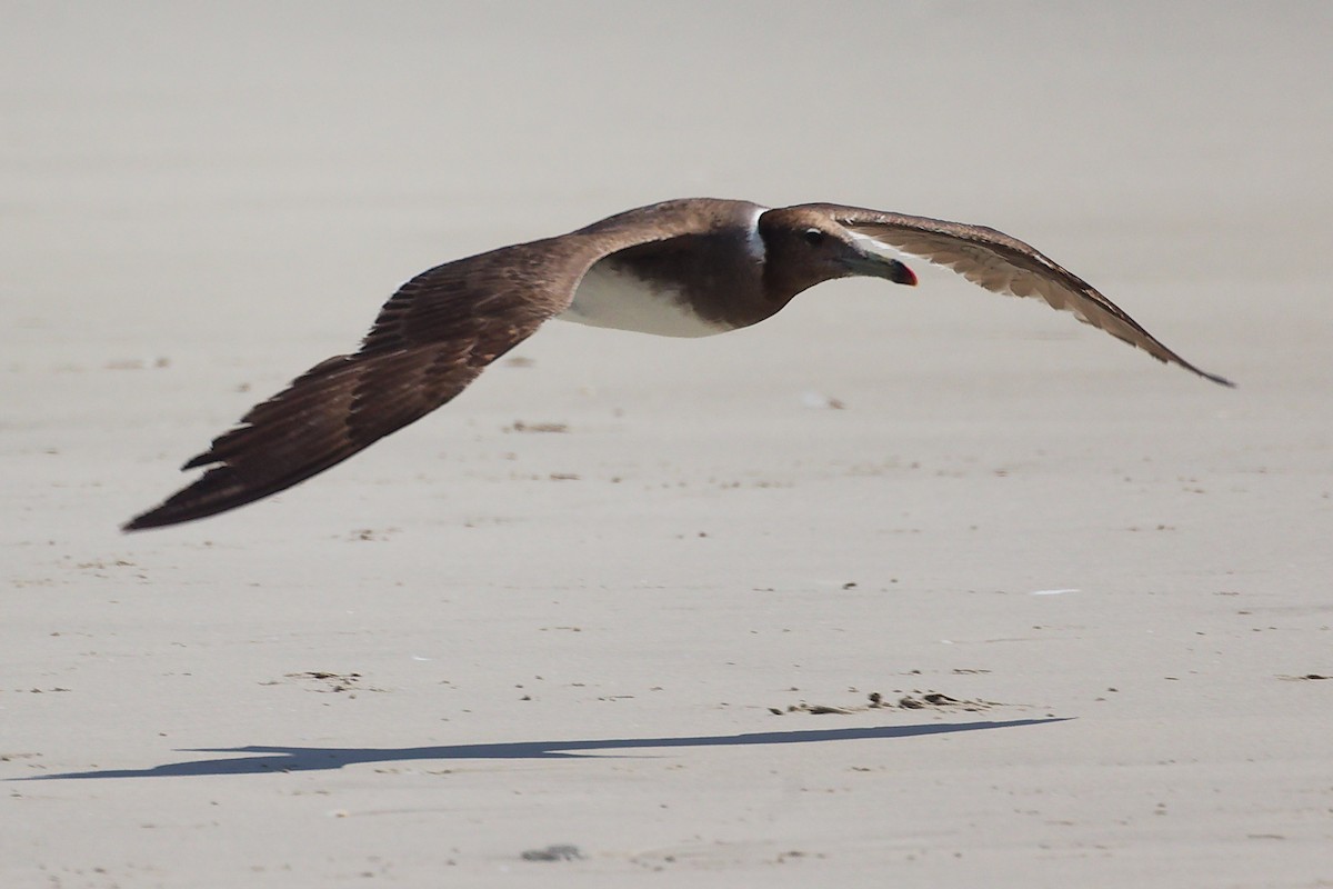 Sooty Gull - ML645587977