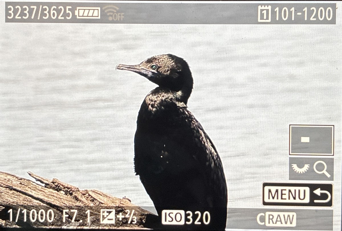 Little Black Cormorant - ML645587978