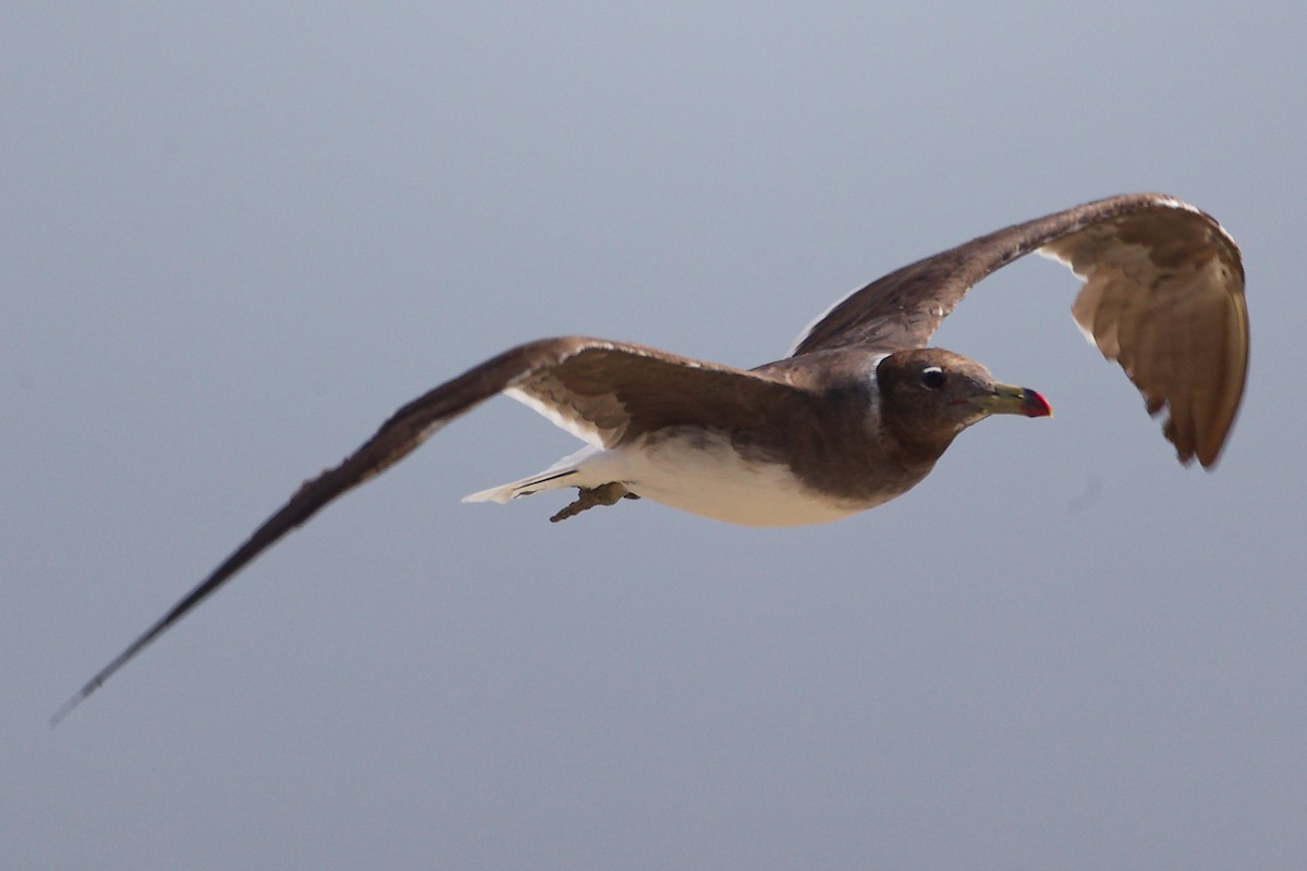 Sooty Gull - ML645587979