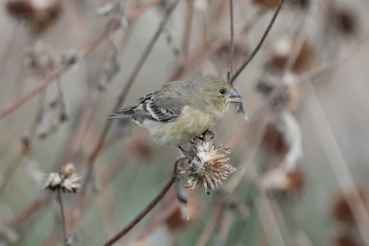 Lesser Goldfinch - ML645587981