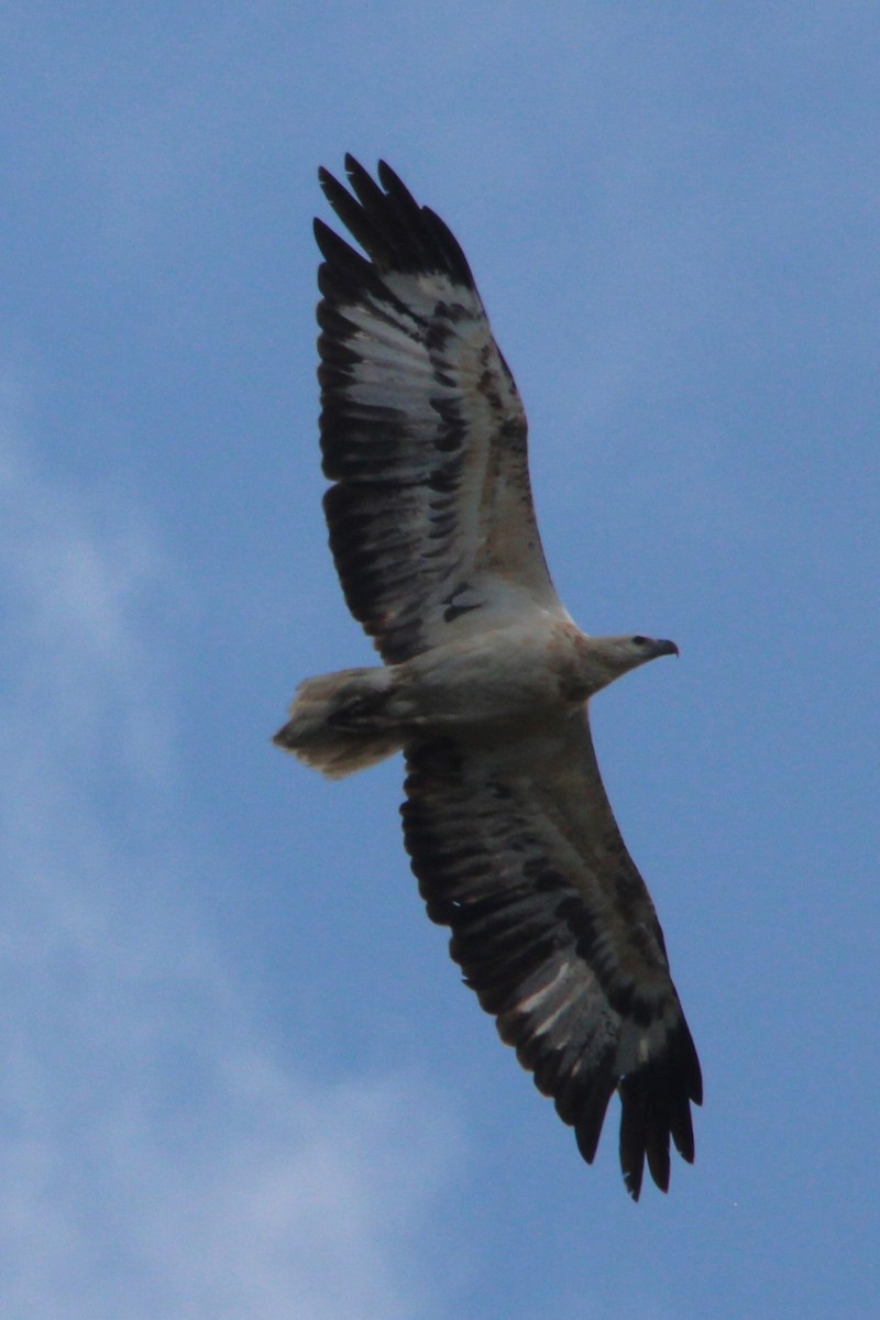 White-bellied Sea-Eagle - ML645587982