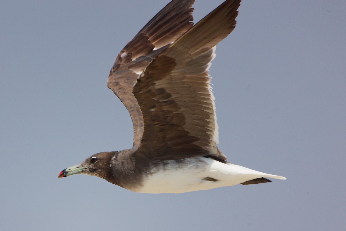 Sooty Gull - ML645587983