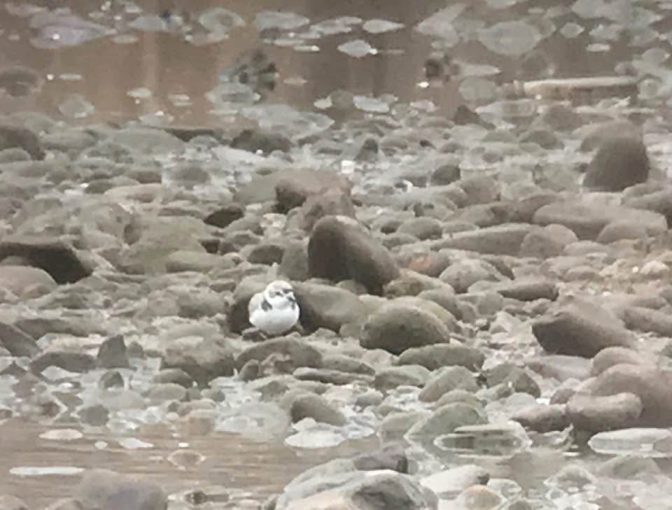 Snowy Plover - ML645587985