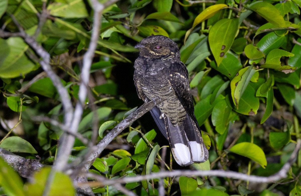 Andaman Nightjar - ML645587989