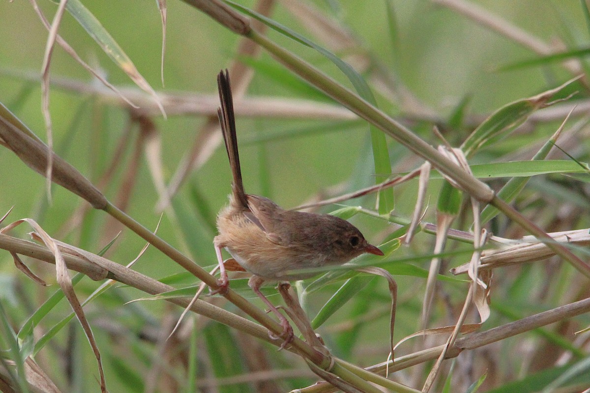 Red-backed Fairywren - ML645588000