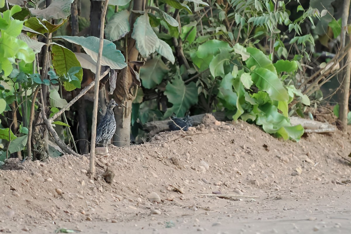 Crested Bobwhite - ML645588004