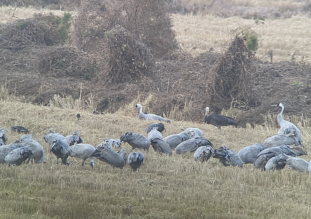 灰鶴x白頭鶴(雜交) - ML645588014