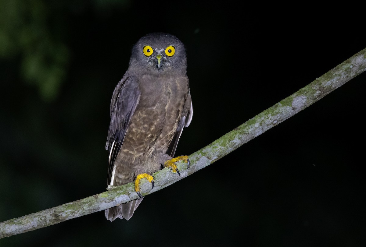 Hume's Boobook - ML645588019