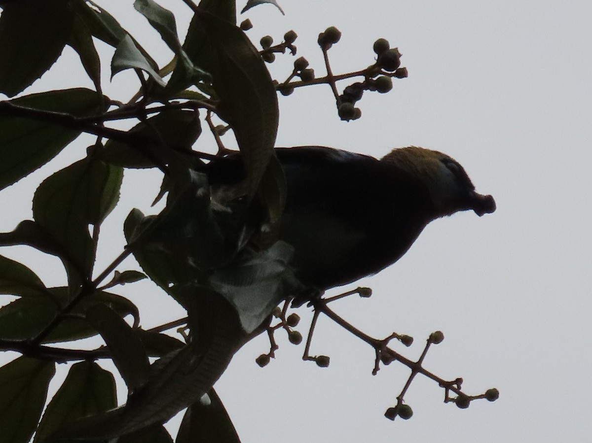 Golden-hooded Tanager - ML645588029
