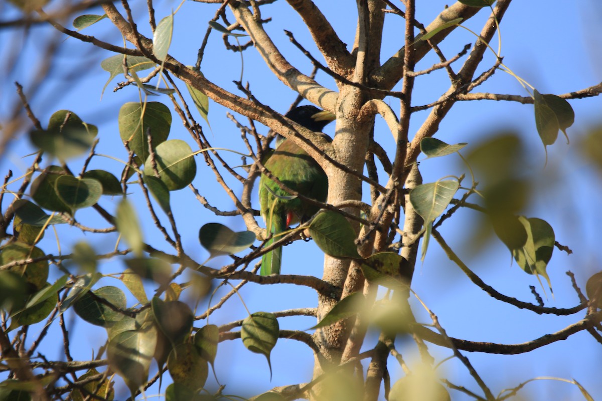 barbet velký - ML645588038
