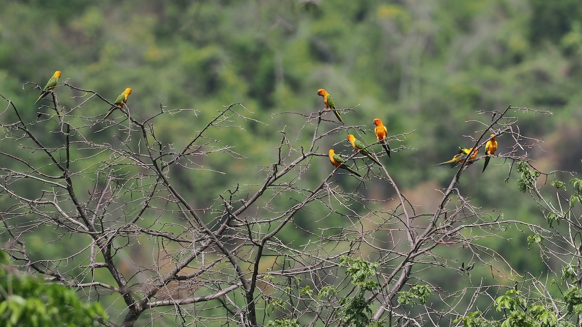 コガネメキシコインコ - ML645588056