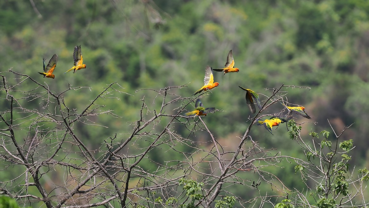 コガネメキシコインコ - ML645588057