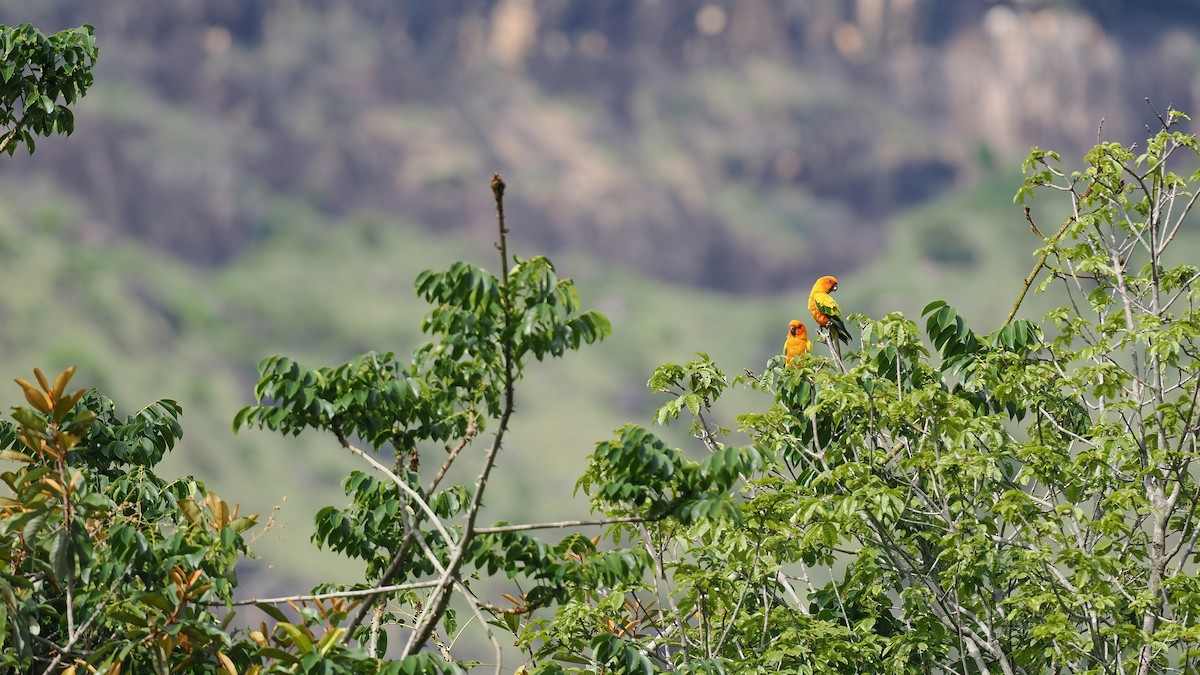 Sun Parakeet - ML645588068