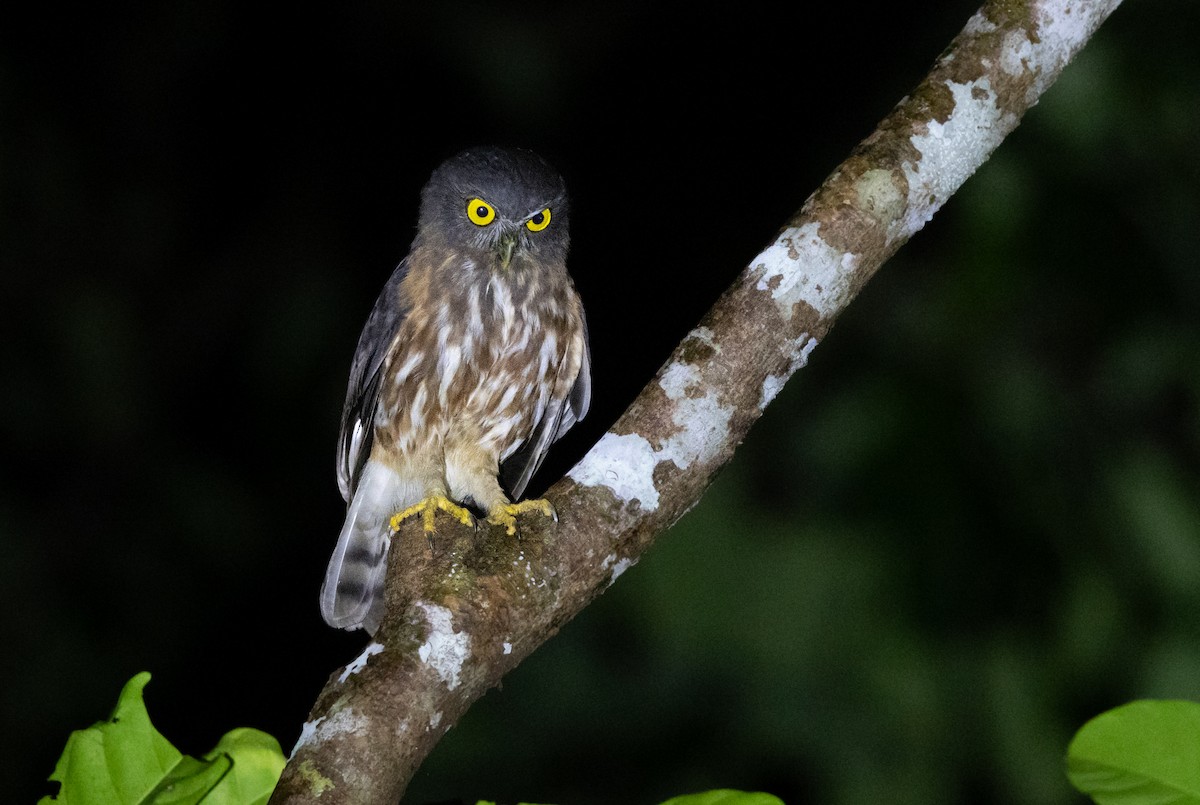 Andaman Boobook - ML645588069