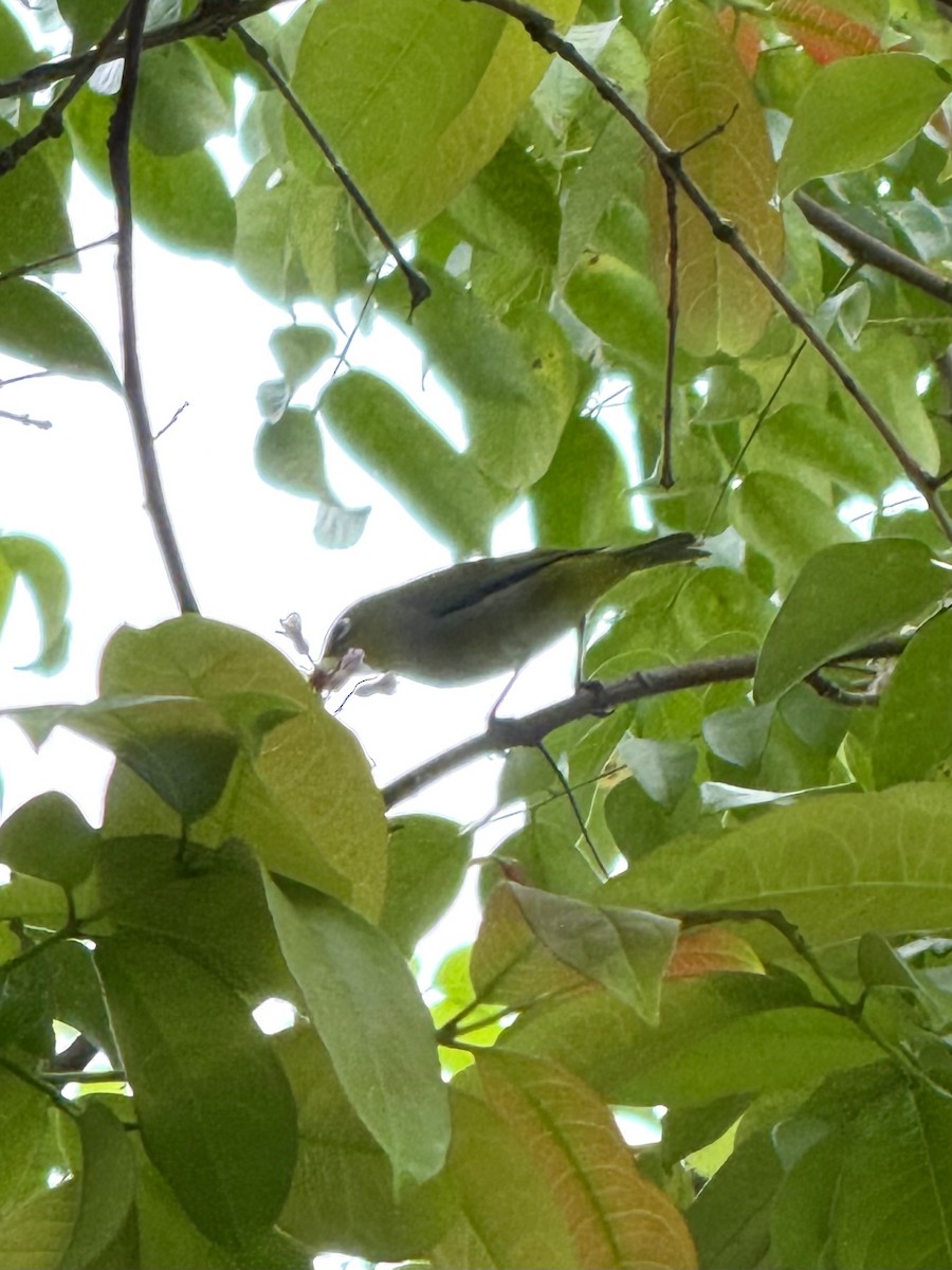 Swinhoe's White-eye - ML645588070