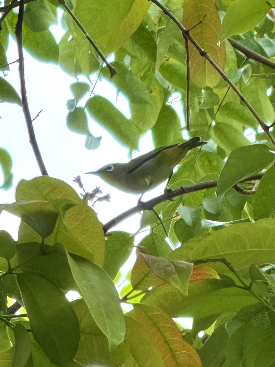 Swinhoe's White-eye - ML645588071