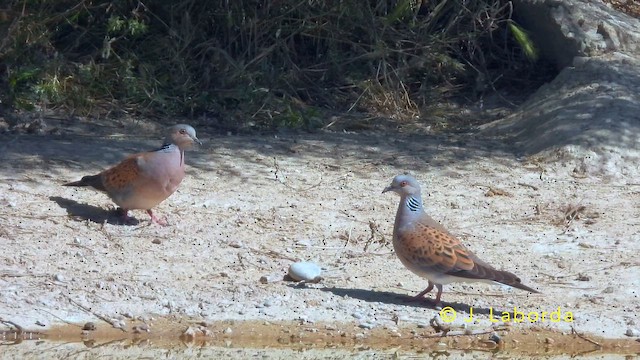 Горлиця звичайна - ML645588081