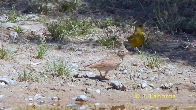 Посмітюха звичайна - ML645588084