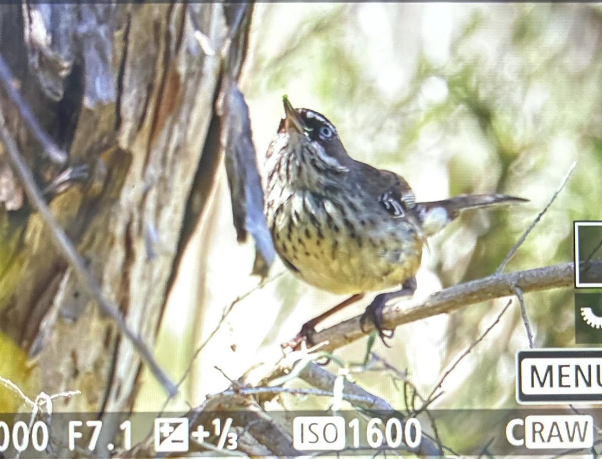 Benekli Serikornis - ML645588087