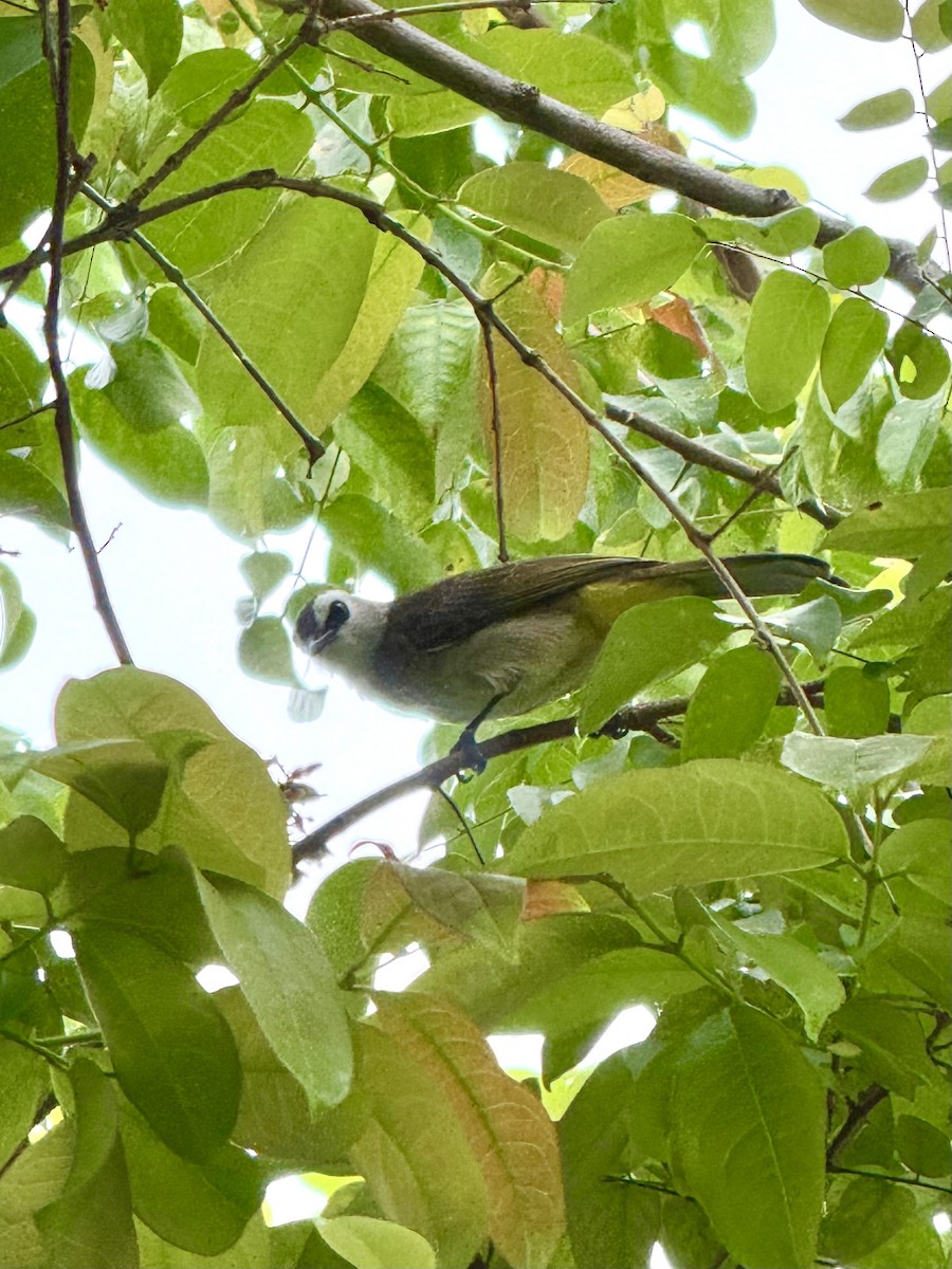 Yellow-vented Bulbul - ML645588088