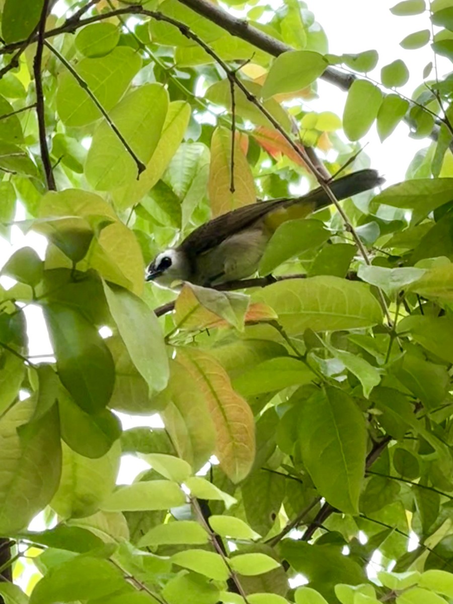 Yellow-vented Bulbul - ML645588089