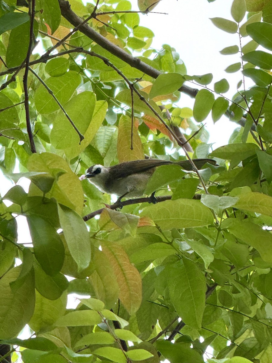 メグロヒヨドリ - ML645588090