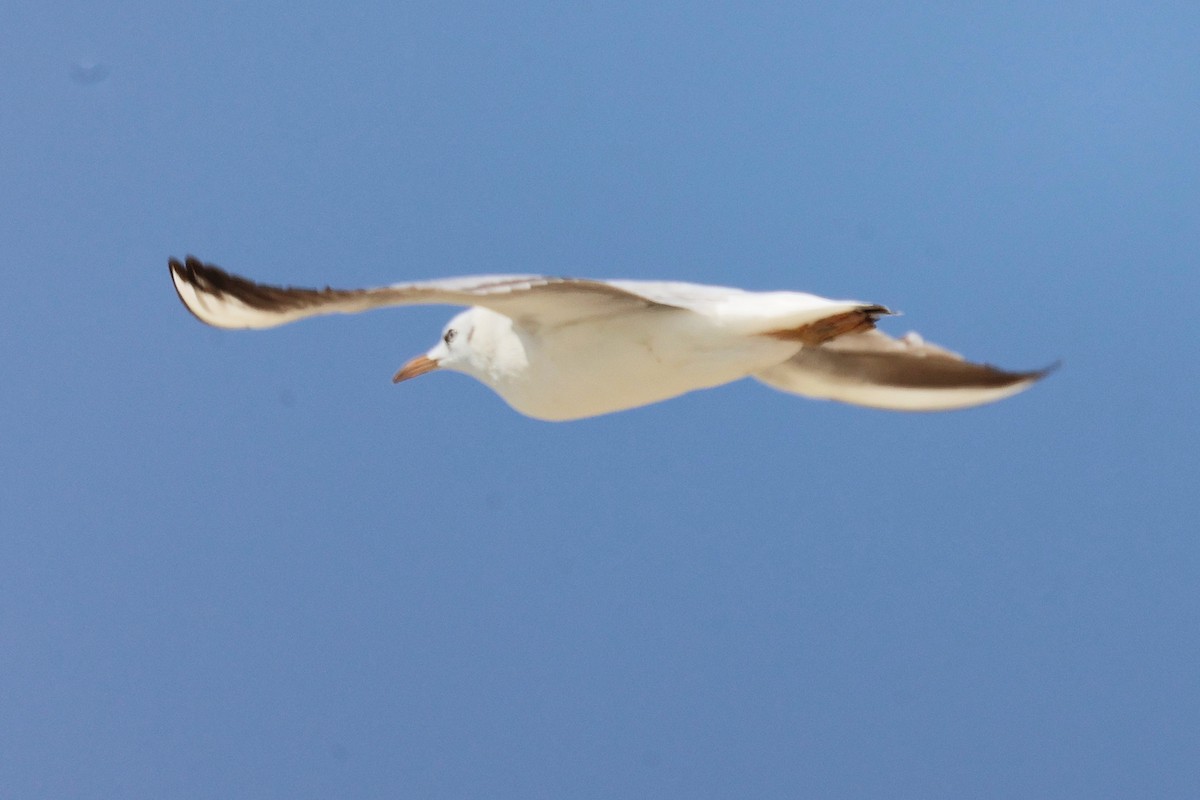 ハシボソカモメ - ML645588091