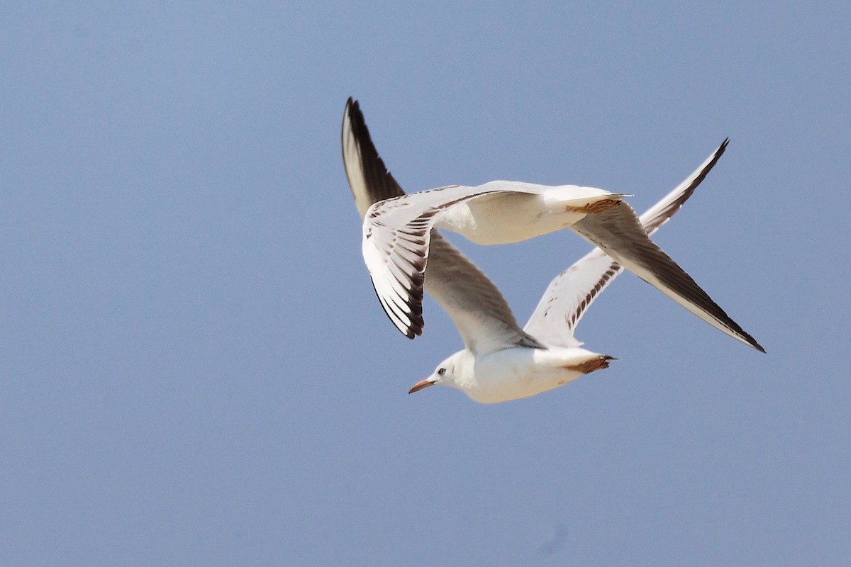Slender-billed Gull - ML645588092
