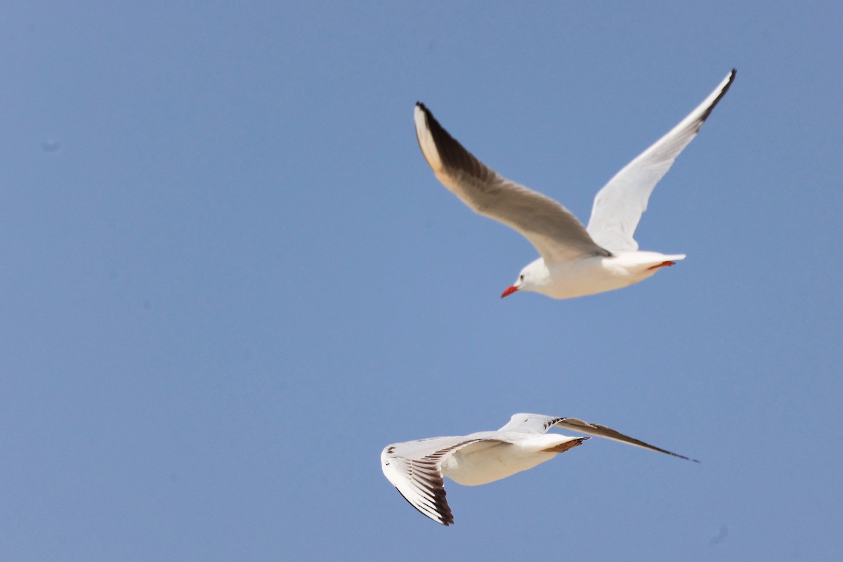 Slender-billed Gull - ML645588093