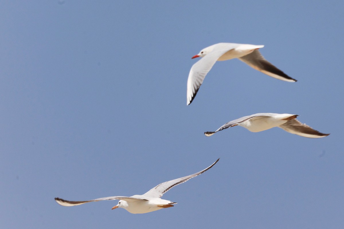 ハシボソカモメ - ML645588094