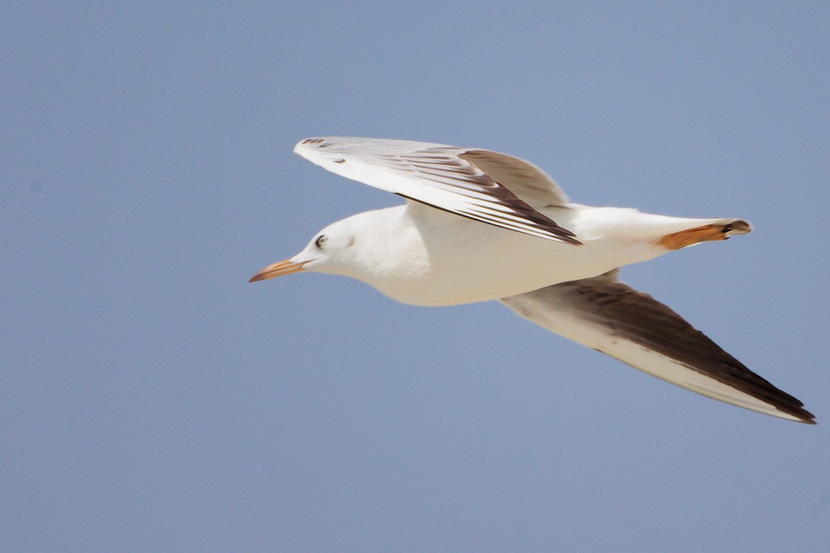 Slender-billed Gull - ML645588095
