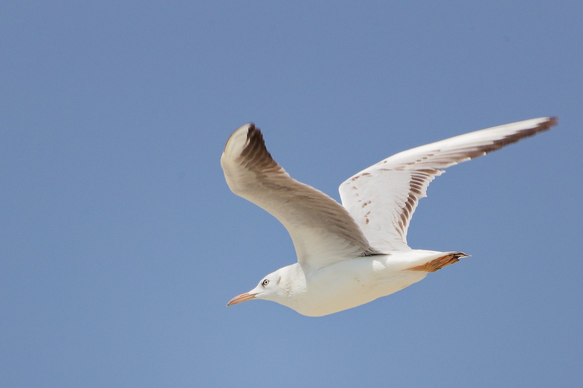 ハシボソカモメ - ML645588096