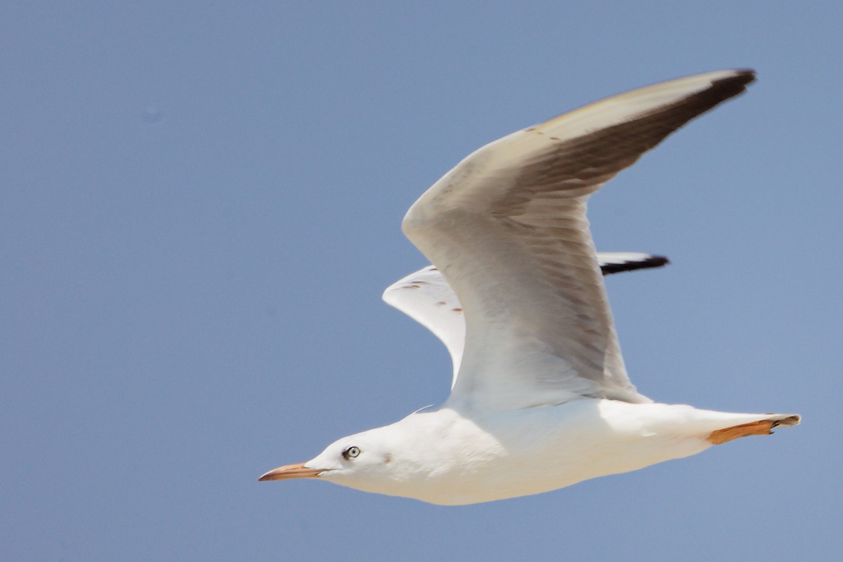 ハシボソカモメ - ML645588097