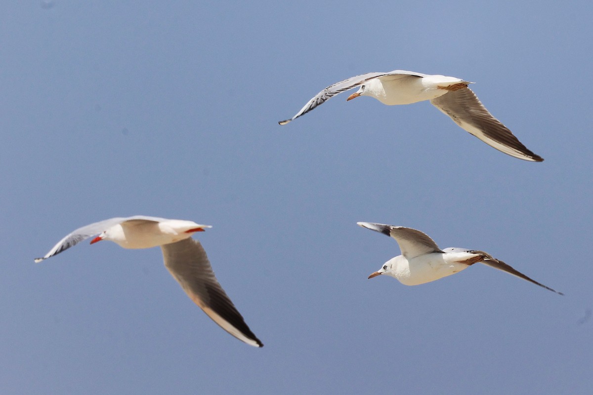 Slender-billed Gull - ML645588098