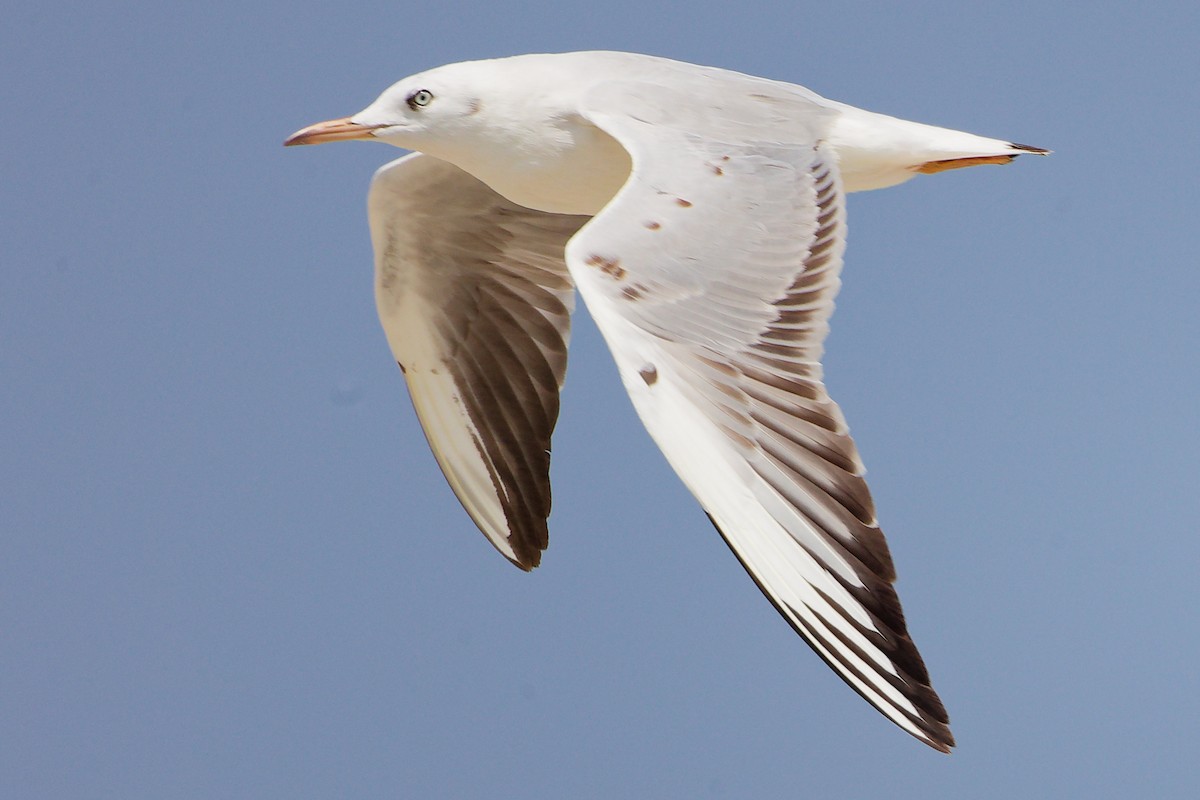Slender-billed Gull - ML645588099