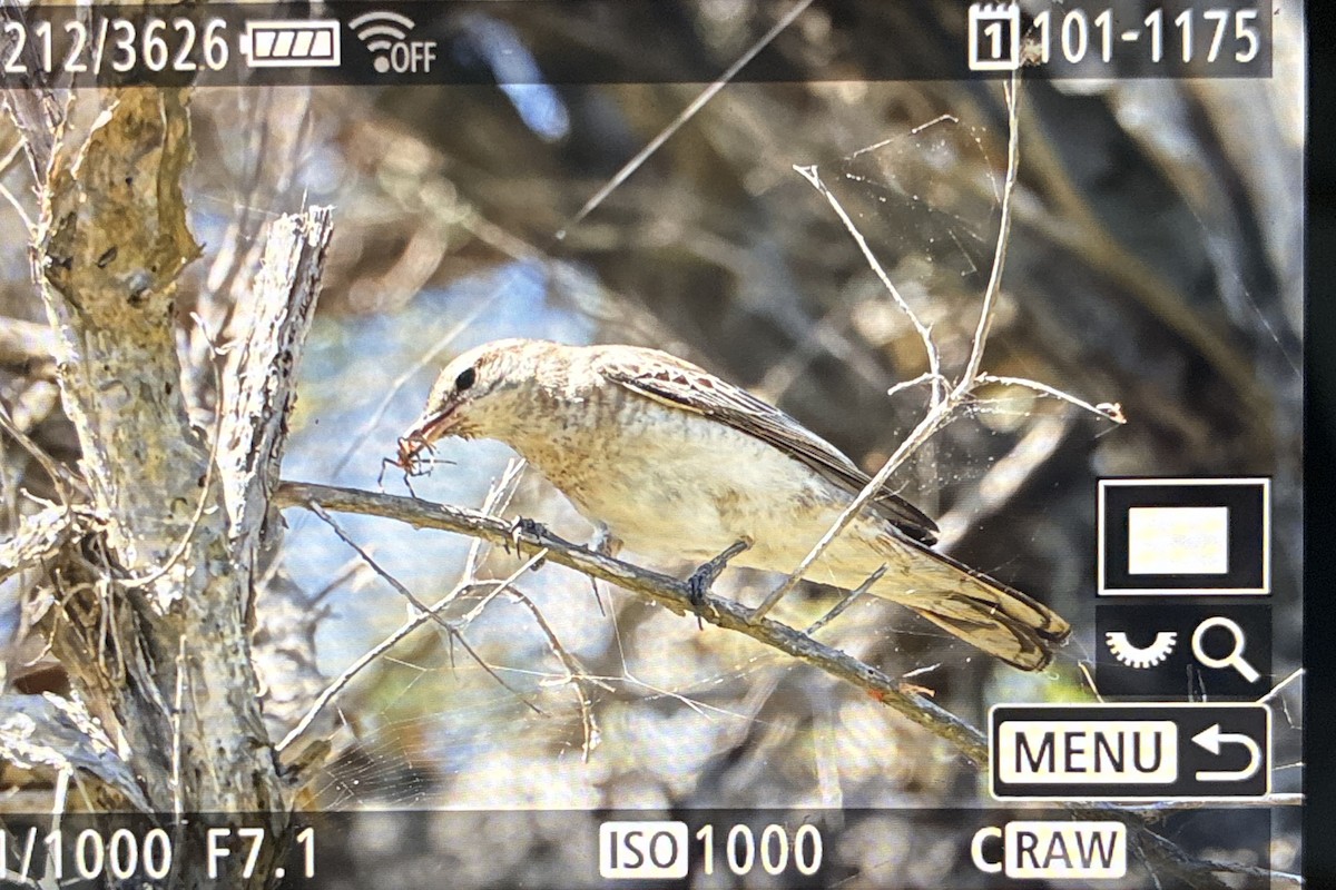 ミイロサンショウクイ - ML645588100