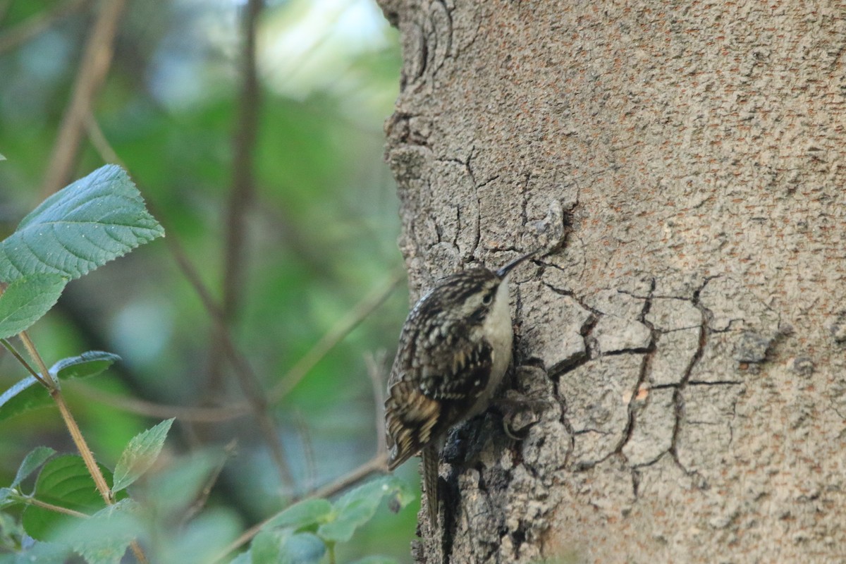 ヒマラヤキバシリ - ML645588102