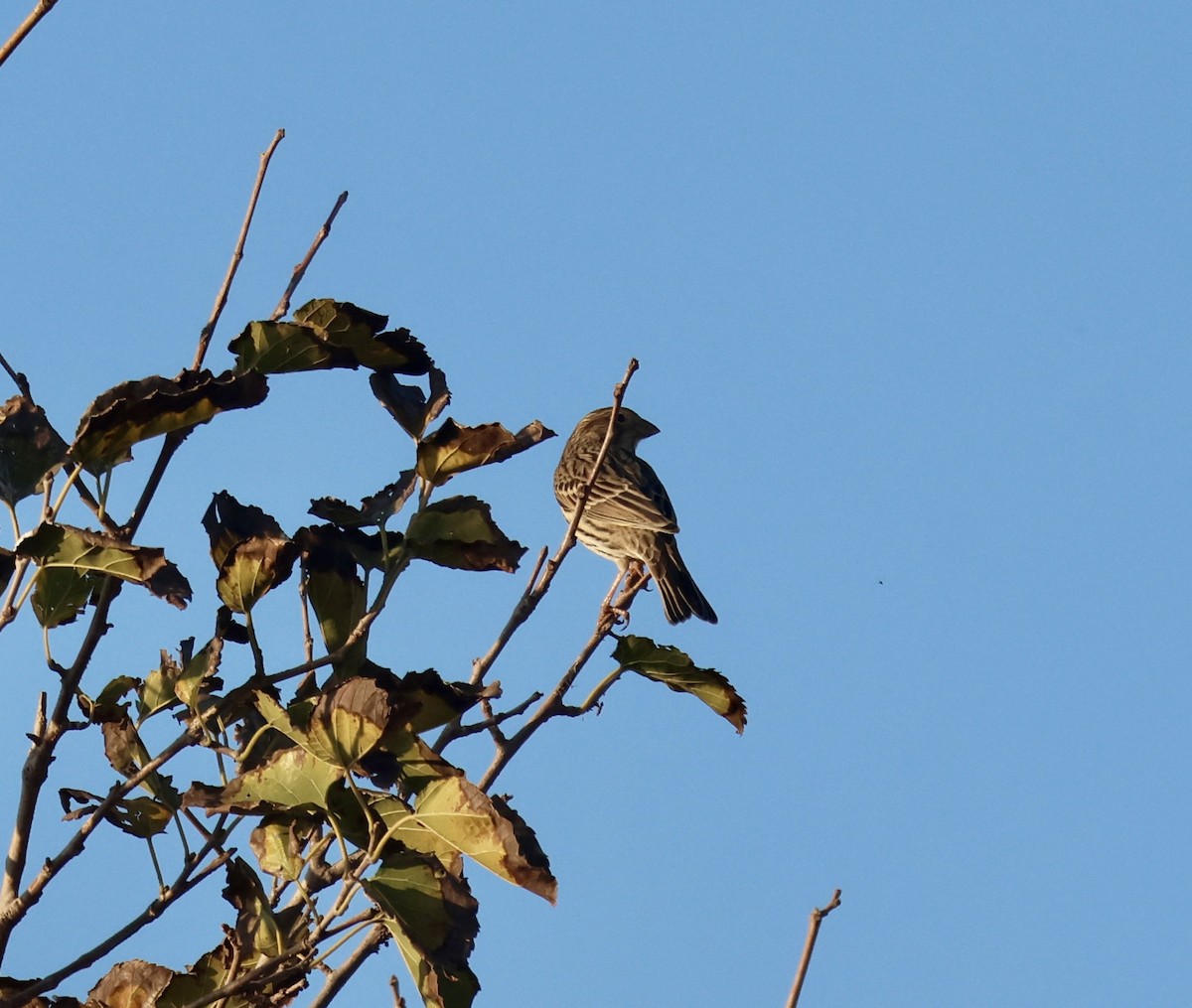 ハタホオジロ - ML645588103