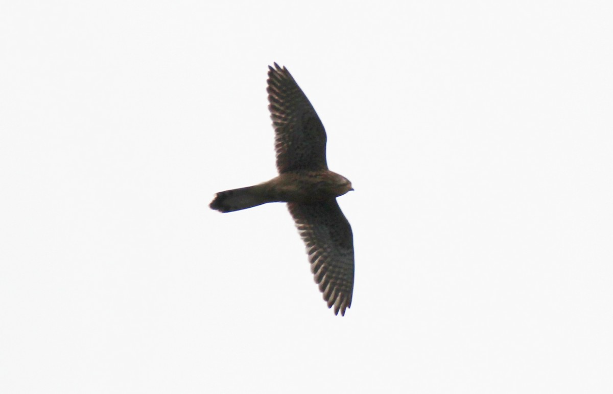 チョウゲンボウ - ML645588104