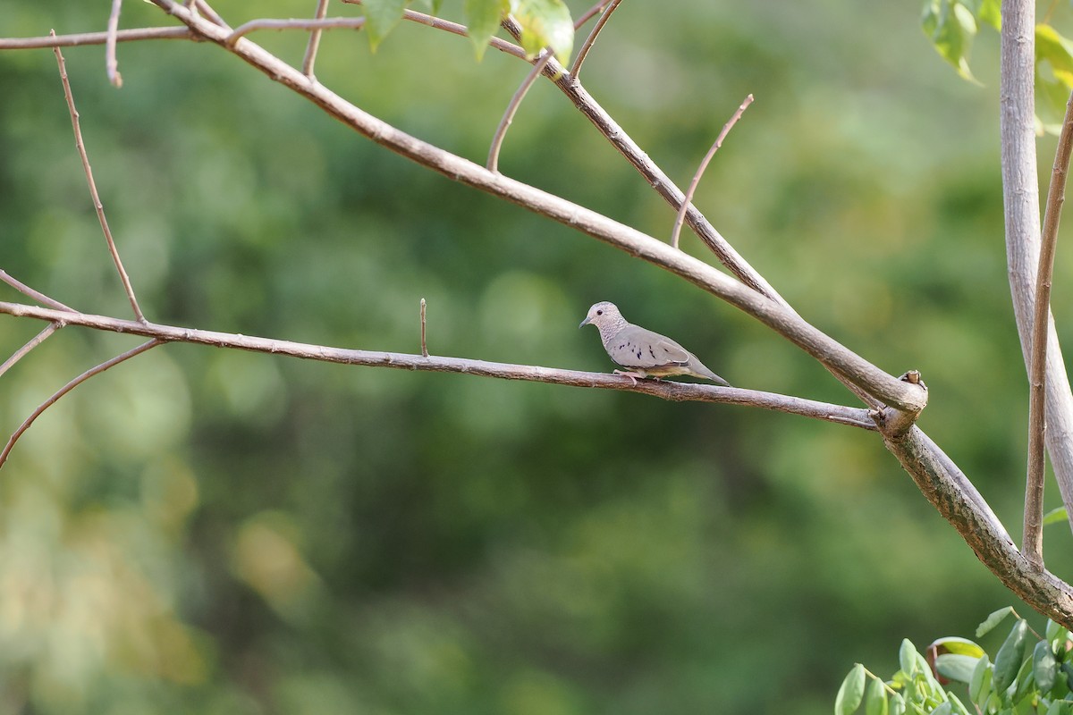 スズメバト - ML645588107