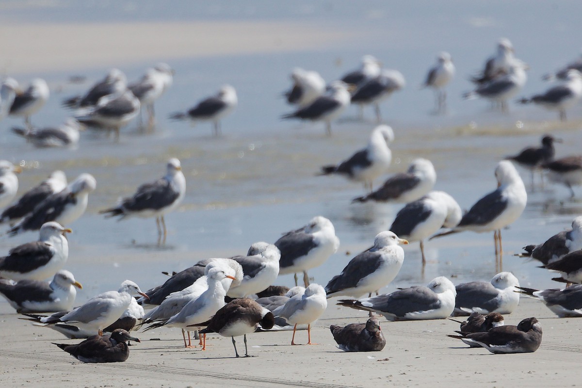 ハシボソカモメ - ML645588108