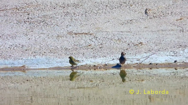 ムネアカヒワ - ML645588109