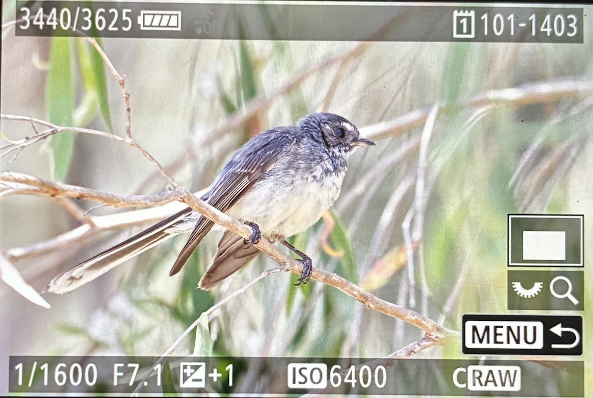 ハイイロオウギビタキ - ML645588110