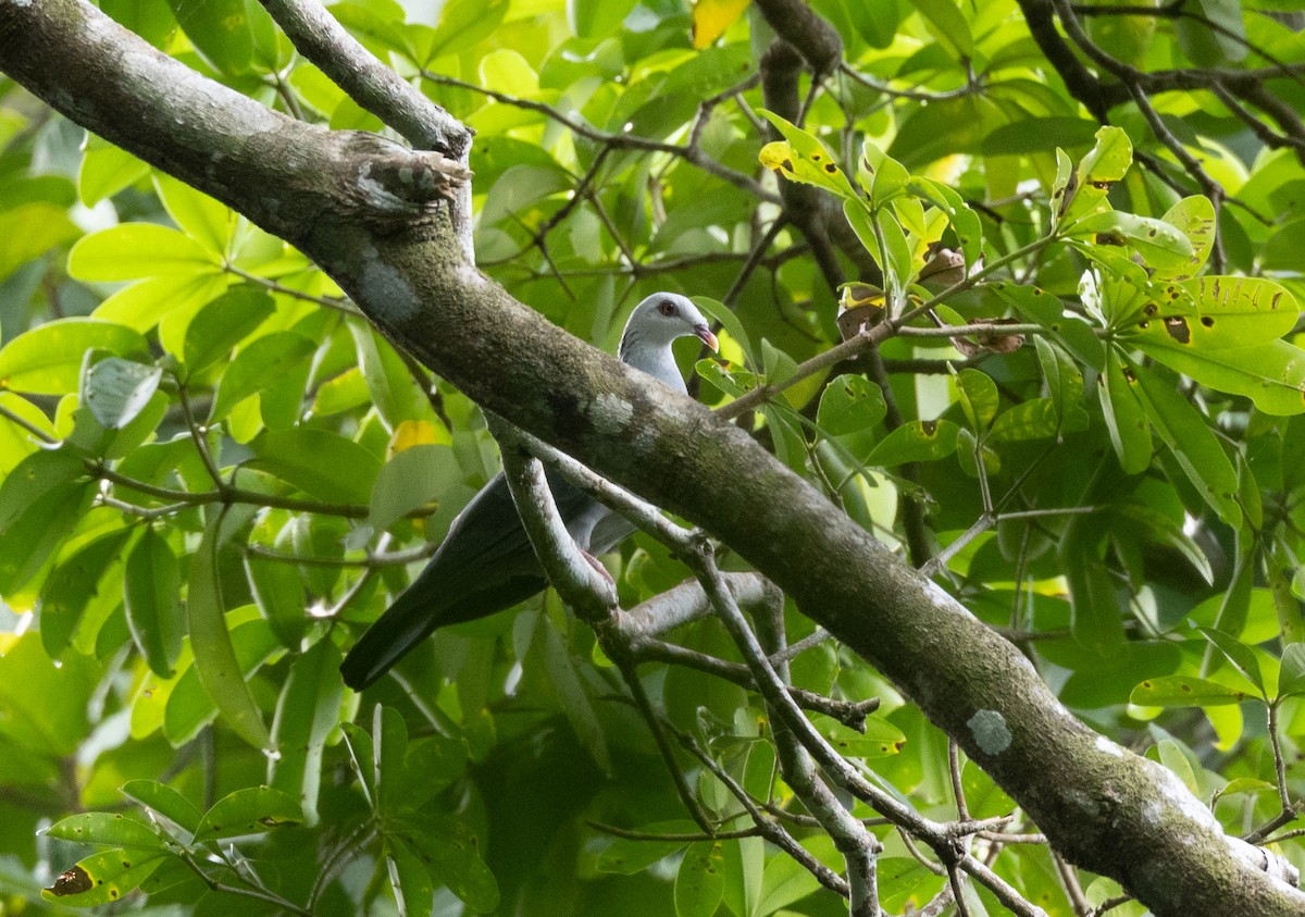 アンダマンモリバト - ML645588111