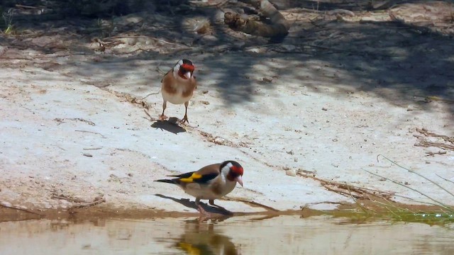 ゴシキヒワ - ML645588112