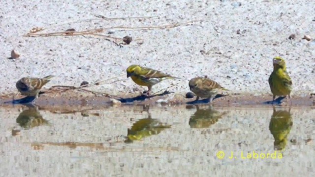 セリン - ML645588116