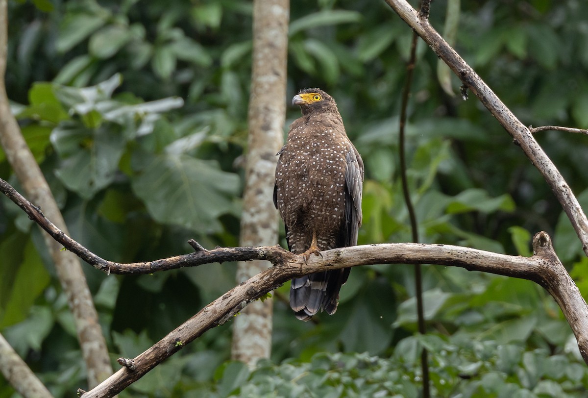 アンダマンカンムリワシ - ML645588117