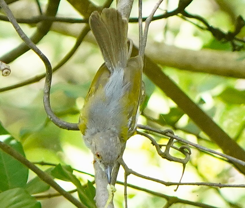 ミドリコムシクイ（brevicaudata グループ） - ML645588119