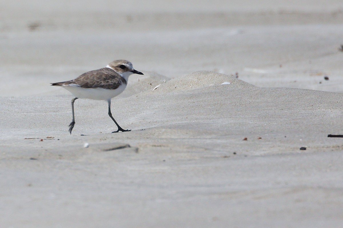 チベットメダイチドリ - ML645588120